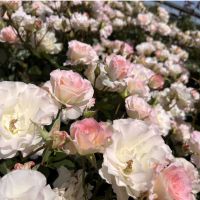 はやぴっぴ 会員画像