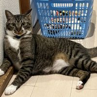 あかりんごママさん