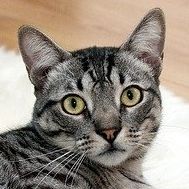 ヒシミラクル 会員画像