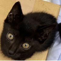 ぴとま 会員画像