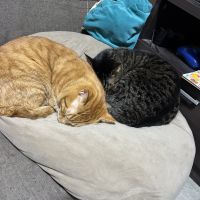 ちゃんこ06 会員画像