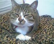 かにゃきん 会員画像