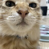 masわんにゃん 会員画像