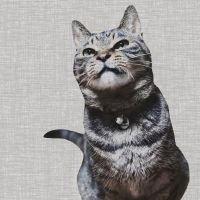 〆サバ 会員画像