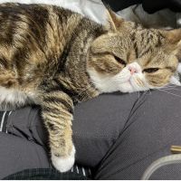 ぽんちゃんのママ 会員画像