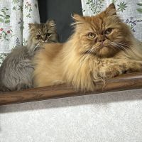 みさきなこ 会員画像