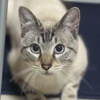 あーたそねこむらさん