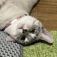 Ponchoさん