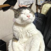 ハラダアカネさん