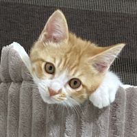 なるぱんねこさん