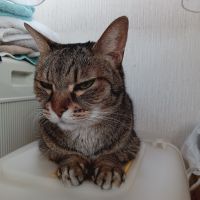 にこむーむーさん