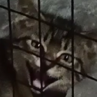 ちいいきねおさん