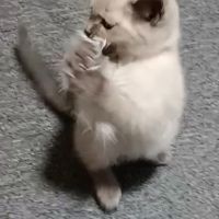 ちいいきねおさん