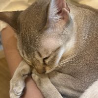 つきはさん