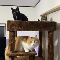 まあねこさん