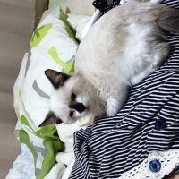 ニャーチャ 会員画像