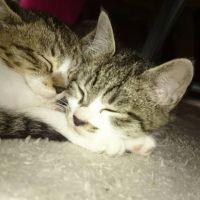 あんみつ姫さん