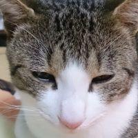 ゆきの犬猫物語 会員画像