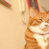 うちやまだ 会員画像