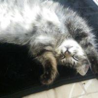 するめくん 会員画像