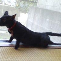 ごちょ 会員画像