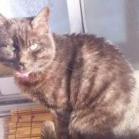 黒猫ちぃーちゃん