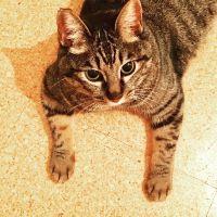 ひびのすけさん