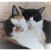 にゃんダフル 会員画像