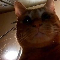 らぁぁちゃん 会員画像