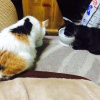 まんさく(ΦωΦ) 会員画像