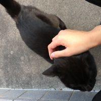 かえちょす 会員画像