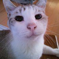 ネズちゃん 会員画像