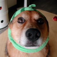 猫山田ケンケン 会員画像