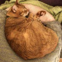 Lovekitties 会員画像