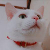 ねこナース 会員画像