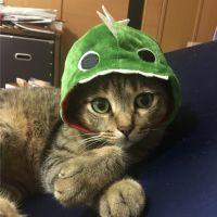 ちょんうめ 会員画像