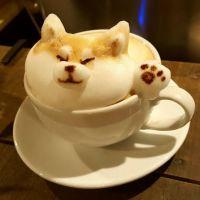 ふがたま 会員画像