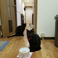 タヒレ 会員画像