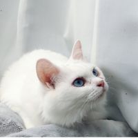 こはたにえん 会員画像