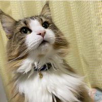 れおぽ 会員画像