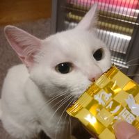 ありすにゃんさん