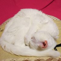 中村みるく 会員画像