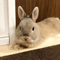 会員画像