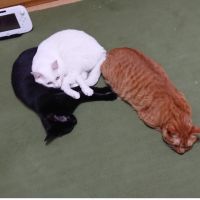 なぎちゃ 会員画像