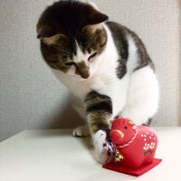 べにはるか 会員画像