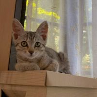 くっき 会員画像
