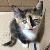 みさと動物愛護クラブ 会員画像