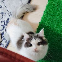 ミクはな 会員画像