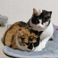 栗椿 会員画像
