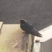 しんちゃんままさん